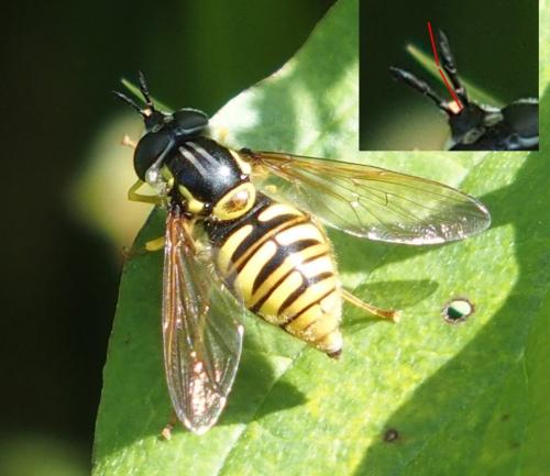 Réf. 204 930 : Chrysotoxum cautum